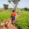 Djumansi og hendes brødre passer familiens dyr. Her er det Papou, der er på vej ud med gederne. Foto: William Vest-Lillesøe